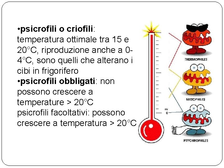  • psicrofili o criofili: temperatura ottimale tra 15 e 20°C, riproduzione anche a