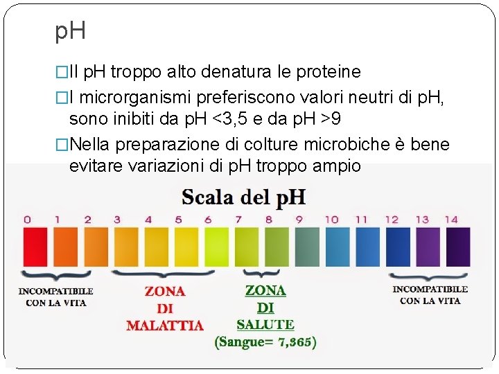 p. H �Il p. H troppo alto denatura le proteine �I microrganismi preferiscono valori