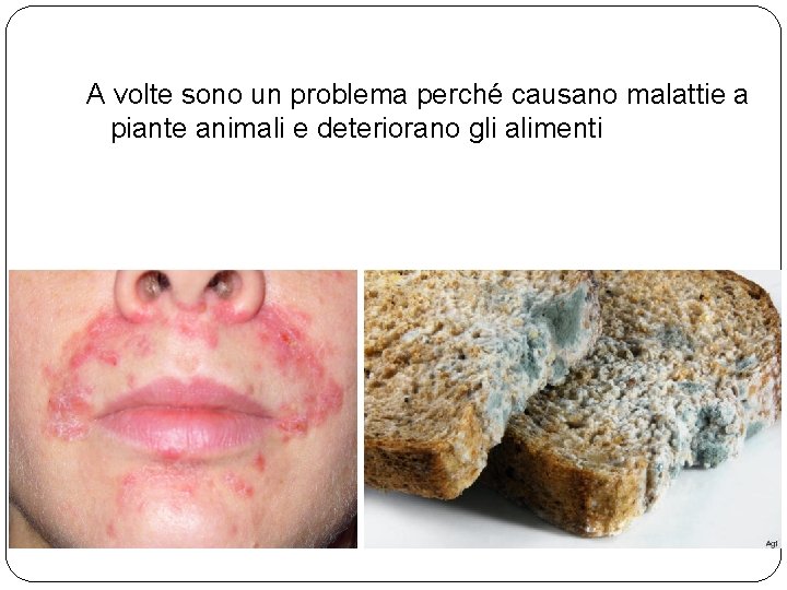 A volte sono un problema perché causano malattie a piante animali e deteriorano gli