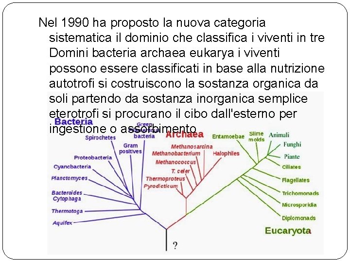 Nel 1990 ha proposto la nuova categoria sistematica il dominio che classifica i viventi