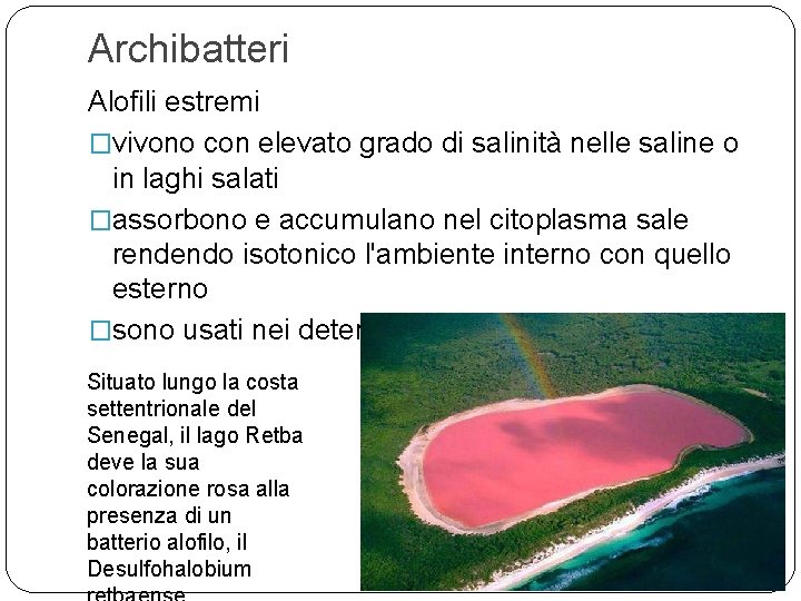 Archibatteri Alofili estremi �vivono con elevato grado di salinità nelle saline o in laghi
