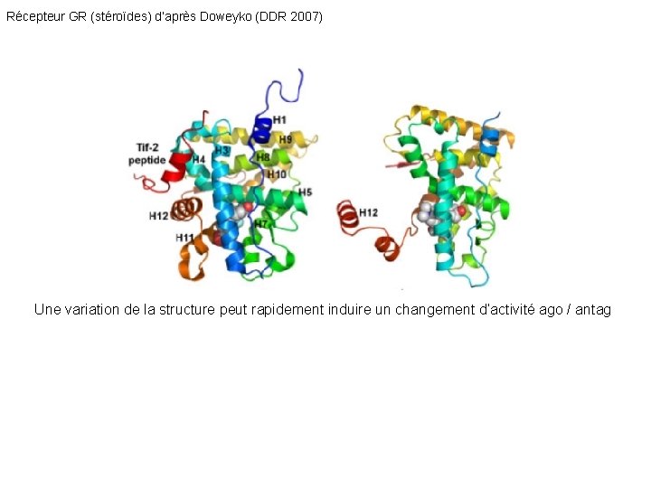 Récepteur GR (stéroïdes) d’après Doweyko (DDR 2007) Une variation de la structure peut rapidement