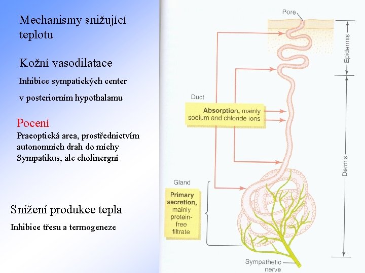 Mechanismy snižující teplotu Kožní vasodilatace Inhibice sympatických center v posteriorním hypothalamu Pocení Praeoptická area,