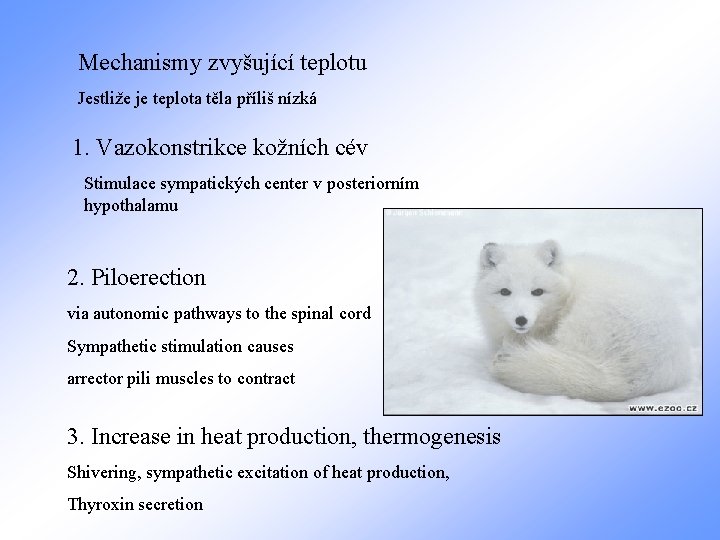 Mechanismy zvyšující teplotu Jestliže je teplota těla příliš nízká 1. Vazokonstrikce kožních cév Stimulace