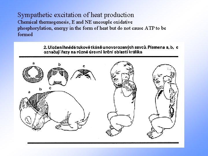 Sympathetic excitation of heat production Chemical thermogenesis, E and NE uncouple oxidative phosphorylation, energy