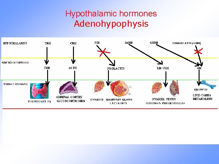 Hypothalamic hormones Adenohypophysis 