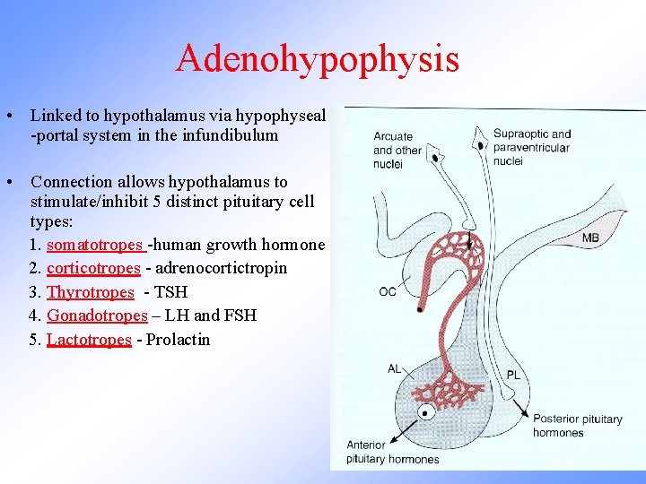 Adenohypophysis • Linked to hypothalamus via hypophyseal -portal system in the infundibulum • Connection
