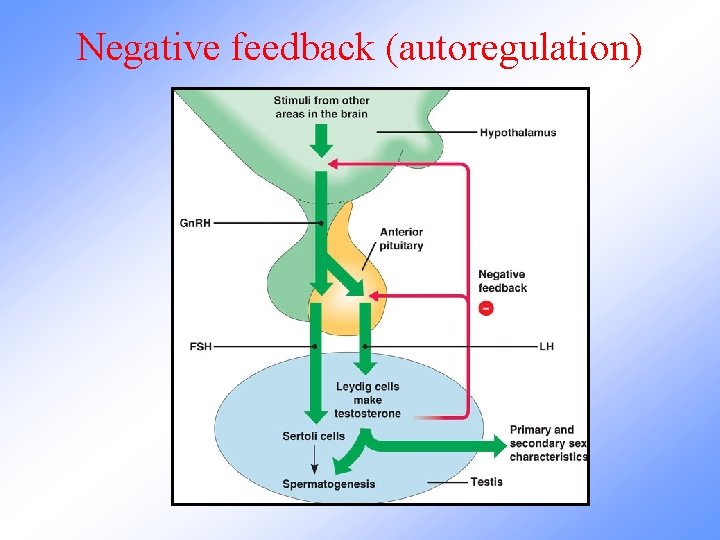 Negative feedback (autoregulation) 