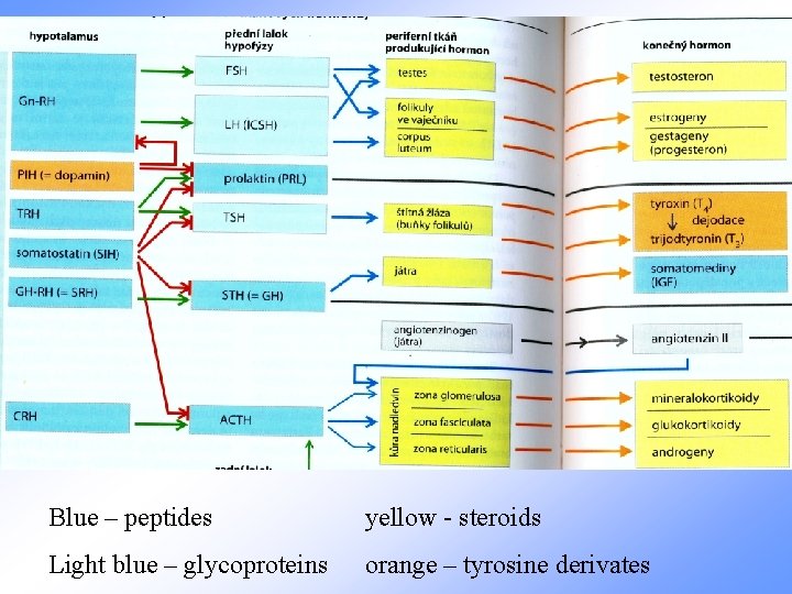 Blue – peptides yellow - steroids Light blue – glycoproteins orange – tyrosine derivates