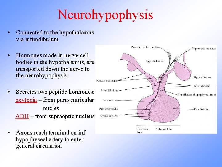 Neurohypophysis • Connected to the hypothalamus via infundibulum • Hormones made in nerve cell