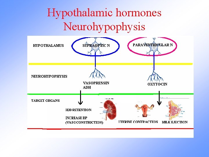 Hypothalamic hormones Neurohypophysis 