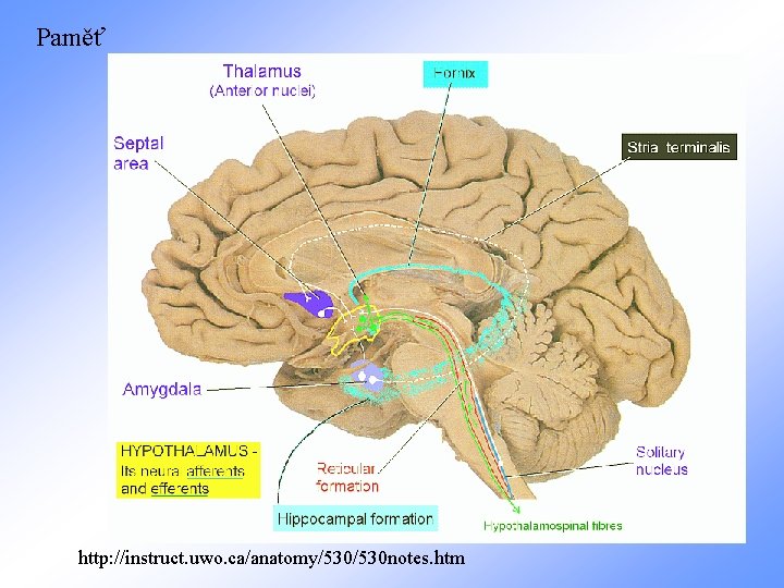 Paměť http: //instruct. uwo. ca/anatomy/530 notes. htm 