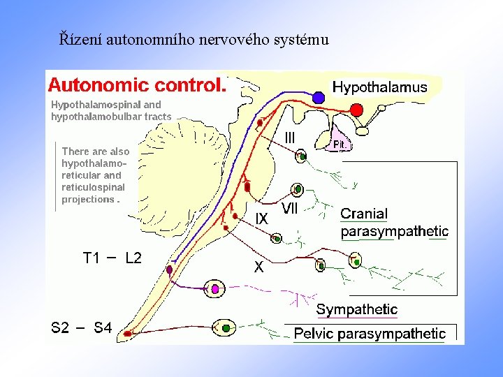Řízení autonomního nervového systému 