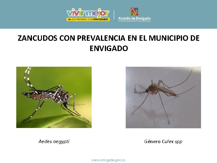 ZANCUDOS CON PREVALENCIA EN EL MUNICIPIO DE ENVIGADO Aedes aegypti Género Culex spp ZANCUDOS CON PREVALENCIA EN EL MUNICIPIO DE ENVIGADO Aedes aegypti Género Culex spp