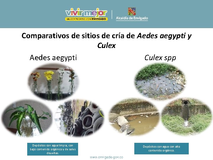 Comparativos de sitios de cría de Aedes aegypti y Culex spp Aedes aegypti Depósitos Comparativos de sitios de cría de Aedes aegypti y Culex spp Aedes aegypti Depósitos