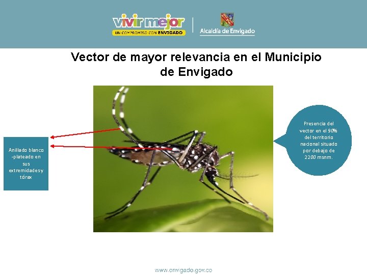 Vector de mayor relevancia en el Municipio de Envigado Anillado blanco -plateado en sus Vector de mayor relevancia en el Municipio de Envigado Anillado blanco -plateado en sus