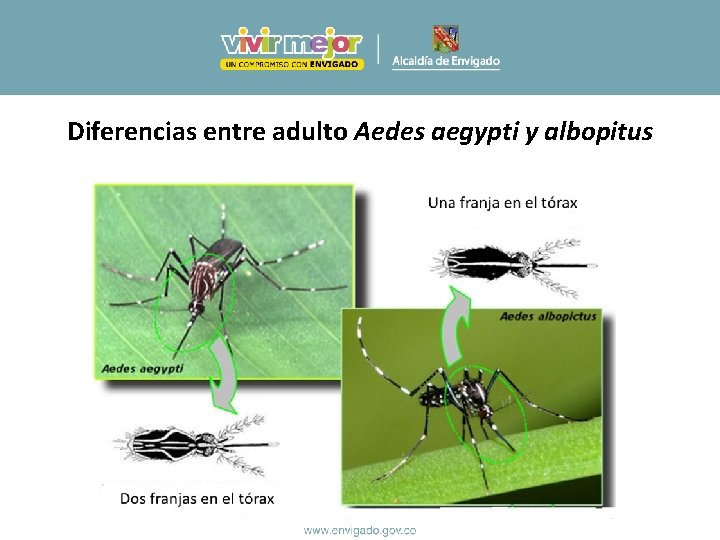 Diferencias entre adulto Aedes aegypti y albopitus Diferencias entre adulto Aedes aegypti y albopitus