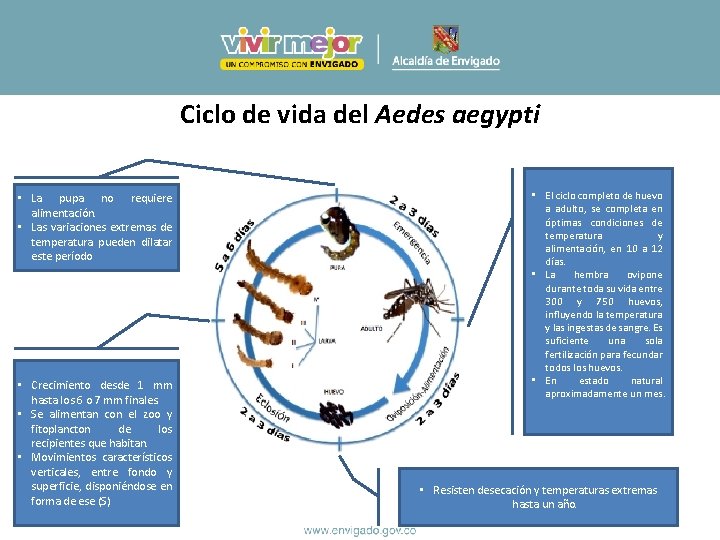 Ciclo de vida del Aedes aegypti • La pupa no requiere alimentación. • Las Ciclo de vida del Aedes aegypti • La pupa no requiere alimentación. • Las