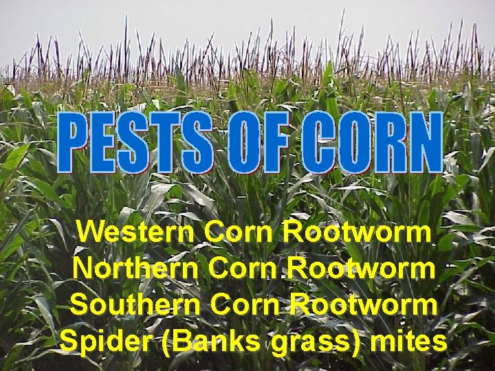  Western Corn Rootworm Northern Corn Rootworm Southern Corn Rootworm Spider (Banks grass) mites