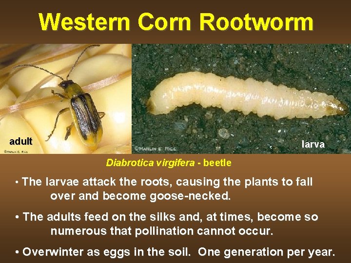 Western Corn Rootworm adult larva Diabrotica virgifera - beetle • The larvae attack the