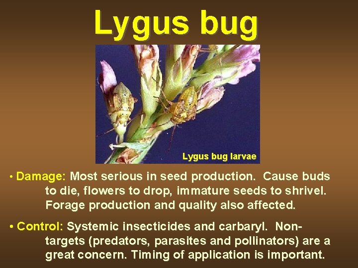 Lygus bug larvae • Damage: Most serious in seed production. Cause buds to die,