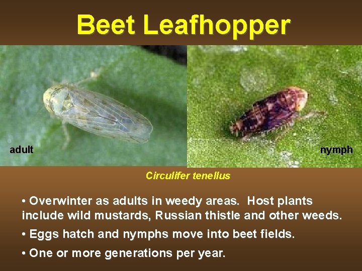 Beet Leafhopper adult nymph Circulifer tenellus • Overwinter as adults in weedy areas. Host