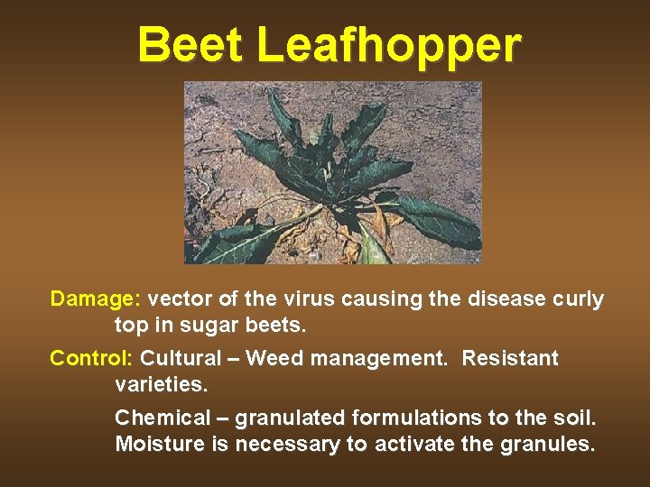 Beet Leafhopper Damage: vector of the virus causing the disease curly top in sugar