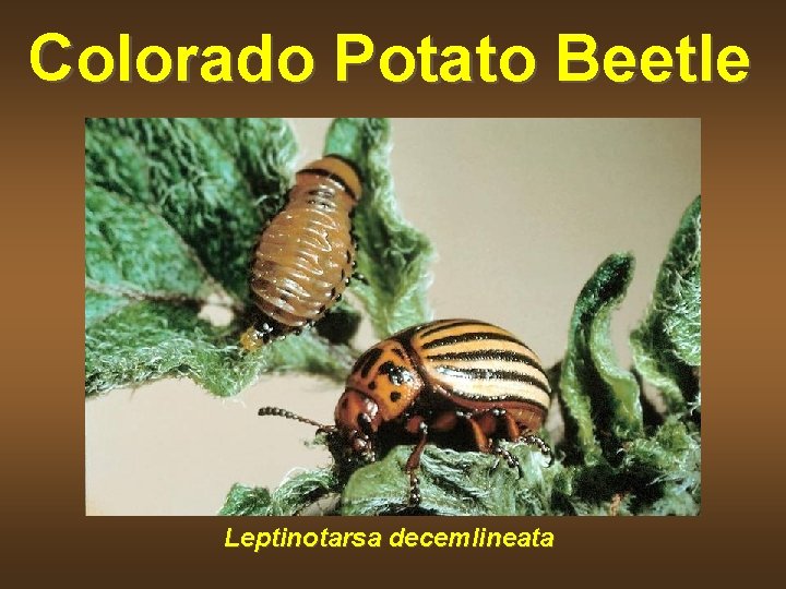 Colorado Potato Beetle Leptinotarsa decemlineata 