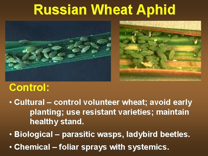 Russian Wheat Aphid Control: • Cultural – control volunteer wheat; avoid early planting; use