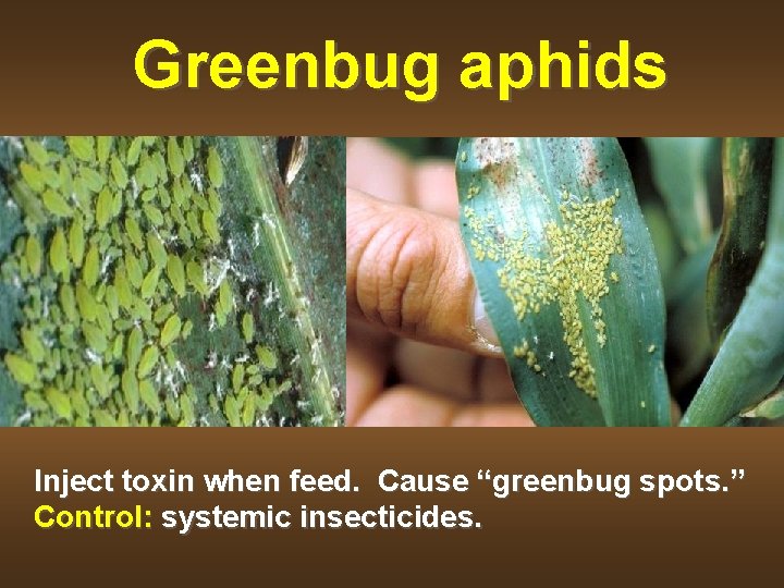 Greenbug aphids Inject toxin when feed. Cause “greenbug spots. ” Control: systemic insecticides. 