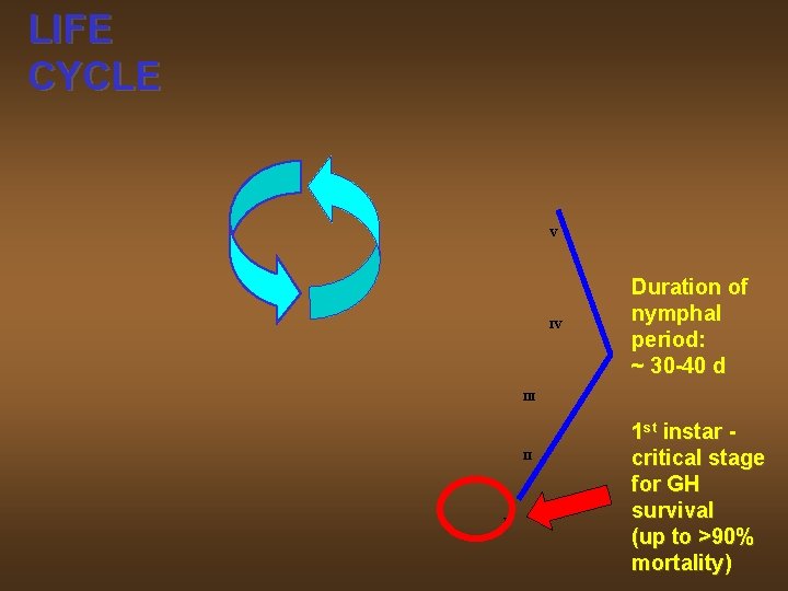 LIFE CYCLE V IV Duration of nymphal period: ~ 30 -40 d III I