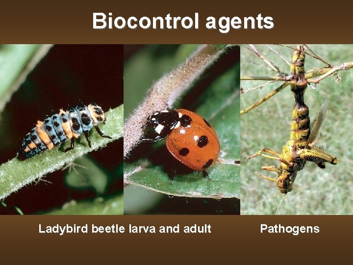 Biocontrol agents Ladybird beetle larva and adult Pathogens 