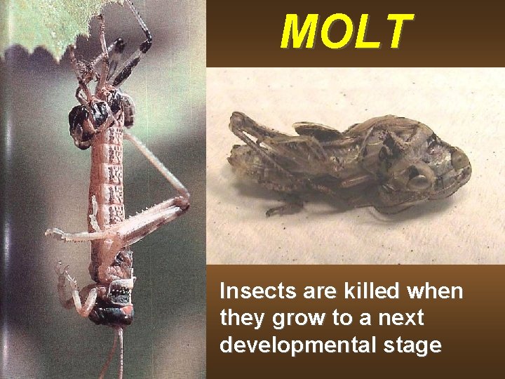 MOLT Insects are killed when they grow to a next developmental stage 