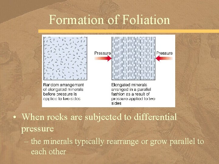 Formation of Foliation • When rocks are subjected to differential pressure – the minerals