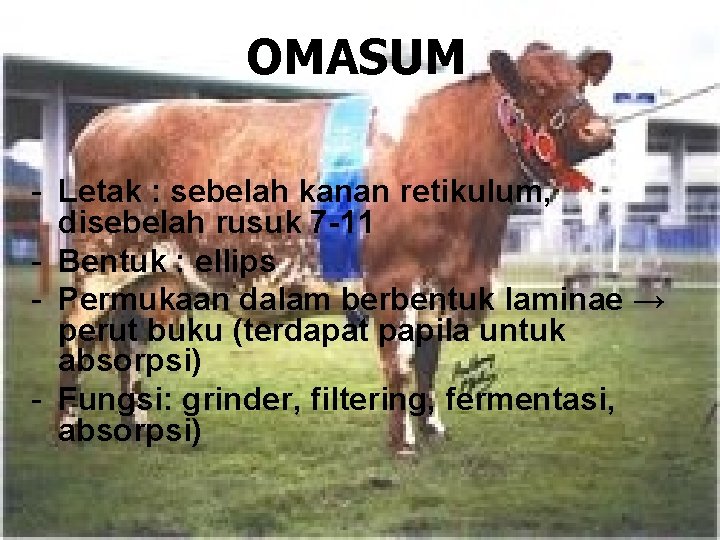 OMASUM - Letak : sebelah kanan retikulum, disebelah rusuk 7 -11 - Bentuk :