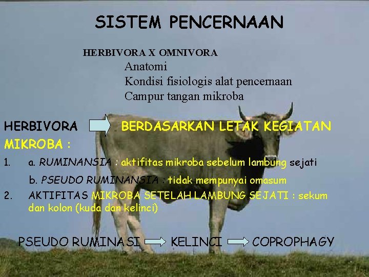SISTEM PENCERNAAN HERBIVORA X OMNIVORA Anatomi Kondisi fisiologis alat pencernaan Campur tangan mikroba HERBIVORA
