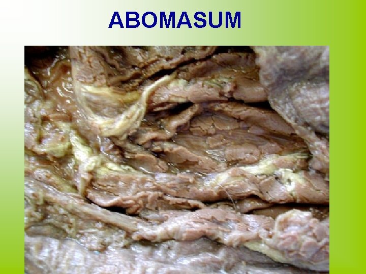 ABOMASUM 