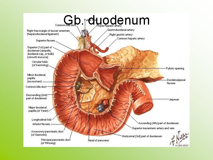 Gb. duodenum 