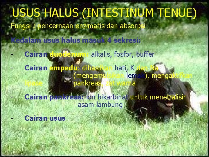 USUS HALUS (INTESTINUM TENUE) Fungsi : pencernaan enzimatis dan absorpsi Kedalam usus halus masuk