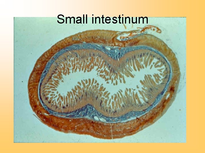 Small intestinum 
