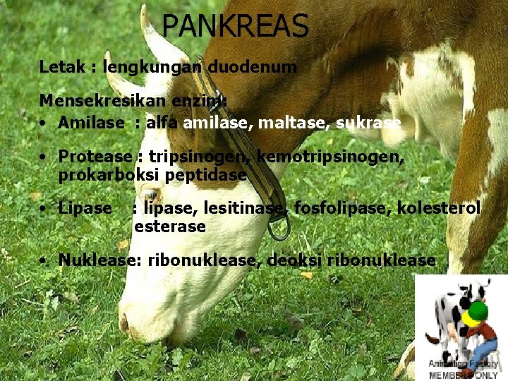 PANKREAS Letak : lengkungan duodenum Mensekresikan enzim: • Amilase : alfa amilase, maltase, sukrase