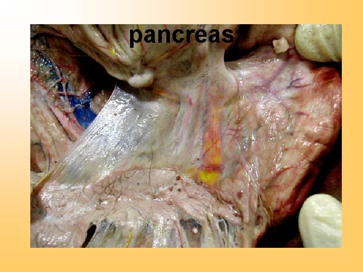 pancreas 