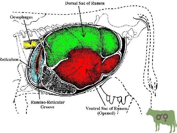 ANATOMI DAN FISIOLOGI PENCERNAAN RUMINANSIA Oleh Prof Dr