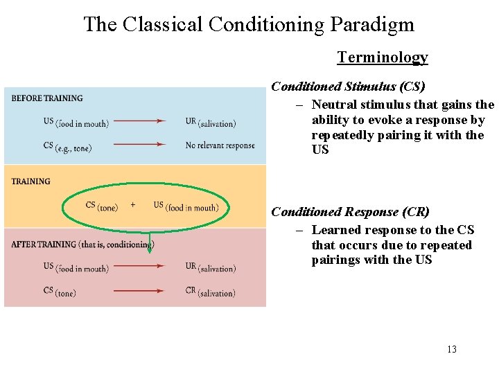 The Classical Conditioning Paradigm Terminology Conditioned Stimulus (CS) – Neutral stimulus that gains the