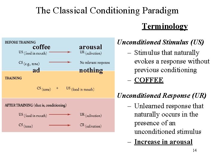 The Classical Conditioning Paradigm Terminology coffee arousal ad nothing Unconditioned Stimulus (US) – Stimulus