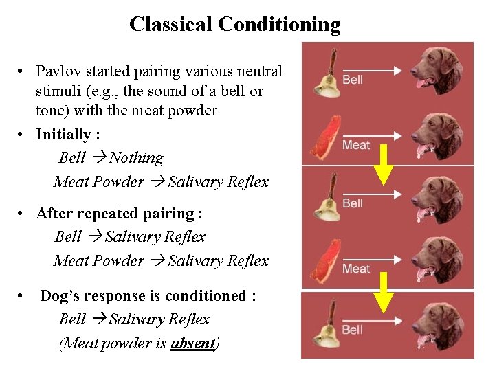 Classical Conditioning • Pavlov started pairing various neutral stimuli (e. g. , the sound