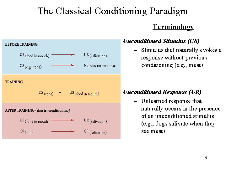 The Classical Conditioning Paradigm Terminology Unconditioned Stimulus (US) – Stimulus that naturally evokes a
