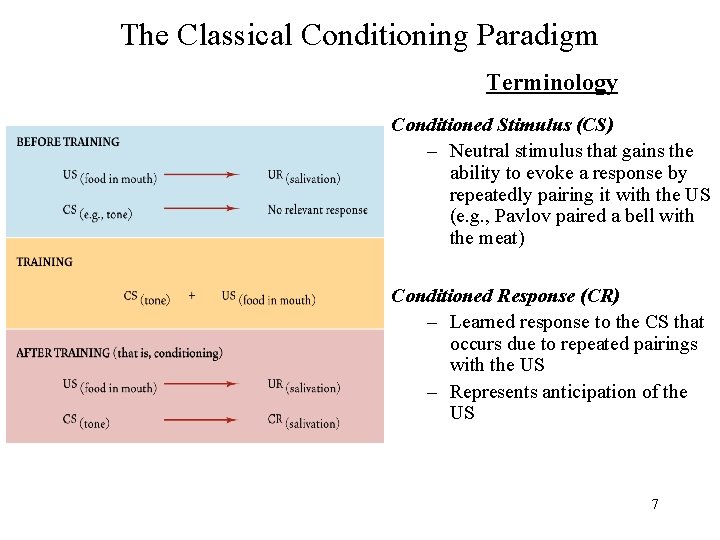 The Classical Conditioning Paradigm Terminology Conditioned Stimulus (CS) – Neutral stimulus that gains the