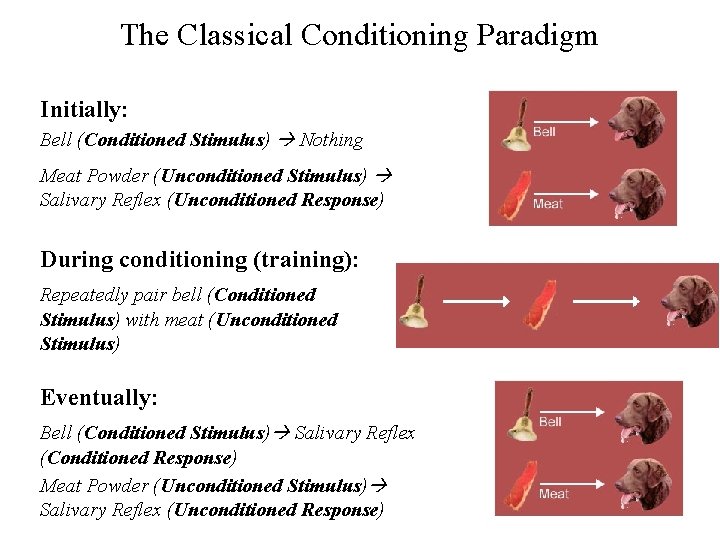 The Classical Conditioning Paradigm Initially: Bell (Conditioned Stimulus) Nothing Meat Powder (Unconditioned Stimulus) Salivary