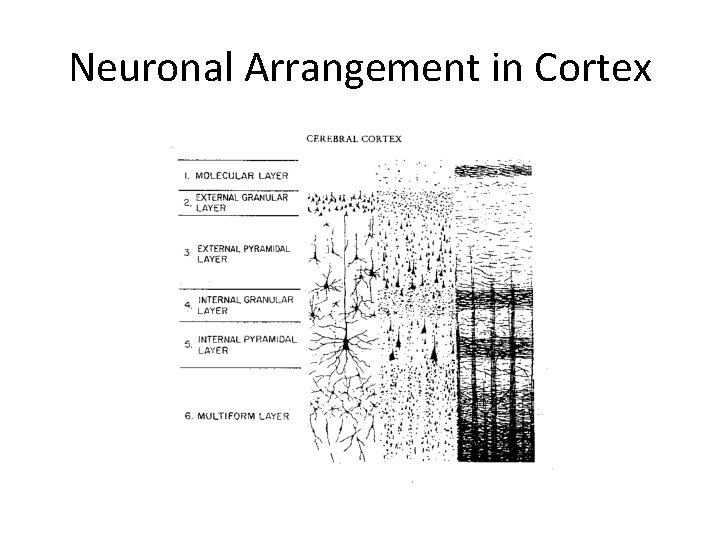 Neuronal Arrangement in Cortex 